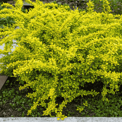 Berberys Thumberga Tiny Gold