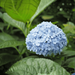 Hortensja Ogrodowa 'Nikko Blue' – sadzonka w doniczce C2 – Botana