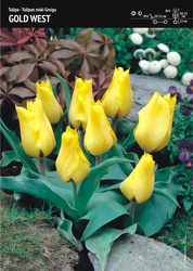 Tulipan ‘Gold West’ – 7 szt.