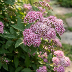 Tawuła Japońska Little Princess (Spiraea Japonica Little Princess) – sadzonka w doniczce C1,5 – Botana