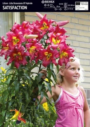 Lilia Drzewiasta Satisfaction 1 szt.
