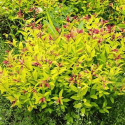 Tawuła Japońska 'Golden Princess' – Sadzonka 20-30 cm