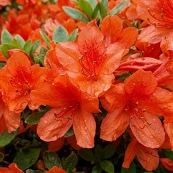 Azalia japońska Geisha Orange (Azalea Japonica Geisha Orange) – sadzonka w doniczce C2 – Botana