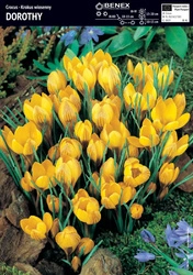 Krokus Dorothy 10 szt.