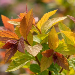Tawuła Japońska Goldflame (Spiraea Japonica Goldflame) – sadzonka w doniczce C1,5 – Botana
