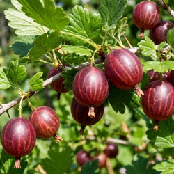 Agrest czerwony Hinnonmaki Rot (Ribes uva-crispa Hinnonmaki Rot) – sadzonka w doniczce C2 – Botana