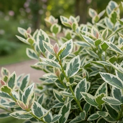 Trzmielina Japońska Kathy (Euonymus Japonica Kathy) – sadzonka w doniczce C2 – Botana