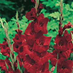 Mieczyk Oscar 5 szt.