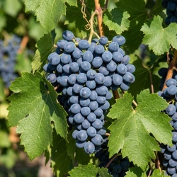 Winorośl Agat Doński (Vitis Agat Doński)