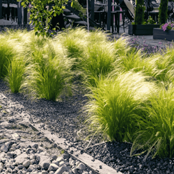 Ostnica Mocna Pony Tails