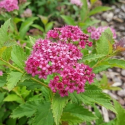 Tawuła Japońska Crispa (Spiraea Japonica Crispa) – sadzonka w doniczce C1,5 – Botana