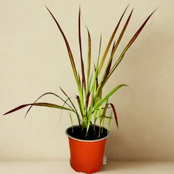 Imperata Cylindryczna Red Baron – sadzonka w doniczce C1,5 – Botana