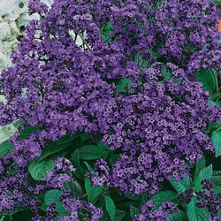 Heliotrop Peruwiański 'Vanillezauber' – Kiepenkerl