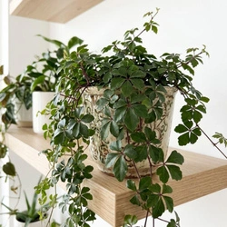 Ciccus pasiasty (Cissus striata) – sadzonka