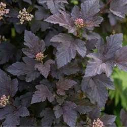 Pęcherznica Kalinolistna Diabolo (Physocarpus Opulifolius Diabolo) – sadzonka w doniczce C2 – Botana