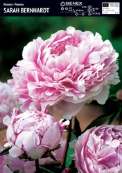 Paeonia - Piwonia Sarah Bernhardt