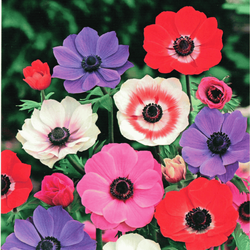 Zawilec De Caen mix 10 szt. 