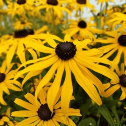 Rudbekia Błyskotliwa Goldsturm