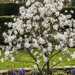 Magnolia gwieździsta (Magnolia Stellata) – sadzonka w doniczce C2 – Botana