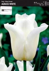 Tulipan biały – 3 szt. – 'Agrass White'
