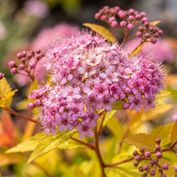 Tawuła Japońska Magic Carpet (Spiraea Japonica Magic Carpet) – sadzonka w doniczce C1,5 – Botana