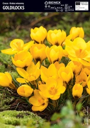 Krokus Goldilocks 10 szt.
