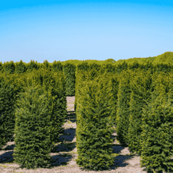 Cis Pośredni Farmen