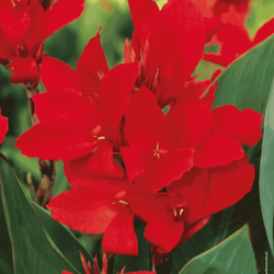 Kanna czerwona 1 szt.