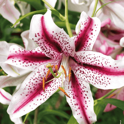 Lilia orientalna Dizzy 1 szt.