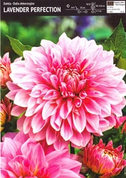 Dalia Lavender Perfection -1 szt.