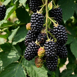 Jeżyna bezkolcowa Navaho (Rubus Fruticosus Navaho) – sadzonka w doniczce C2 – Botana