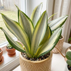 Sansewieria (Sansevieria trifasciata Green Ghost) – sadzonka