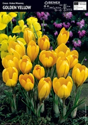 Krokus Wielkokwiatowy Golden Yellow 10 szt.