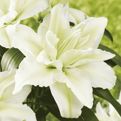 Lilia Roselily Aisha 1 szt.