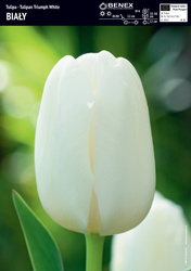 Tulipan White 5 szt.