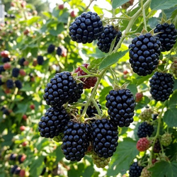 Jeżyna bezkolcowa Black Satin (Rubus Fruticosus Black Satin) – sadzonka w doniczce C2 – Botana