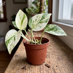 Epipremnum (Epipremnum pinnatum Marble Variegata) – sadzonka rozmiar M