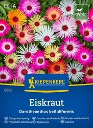 Przypołudnik stokrotkowy Eiskraut Kiepenkerl