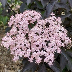 Bez Czarny Black Beauty (Sambucus Nigra Black Beauty) – sadzonka w doniczce C3 – Botana