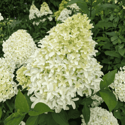 Hortensja Bukietowa 'Bobo' – sadzonka w doniczce C2 – Botana