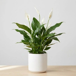 Skrzydłokwiat Pearl Cupido (Spathiphyllum 'Pearl Cupido') – rozmiar sadzonki M