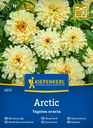 Aksamitka wzniesiona Arctic Kiepenkerl