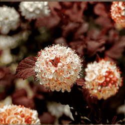 Pęcherznica Kalinolistna Andre