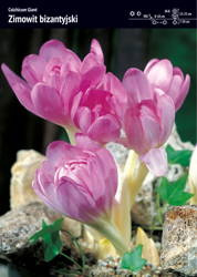 Kapers Colchicum – Zimowit bizantyjski ‘Giant’ - 5 szt.