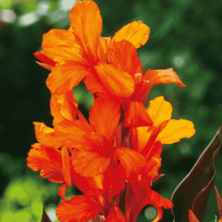 Kanna pomarańczowa 1 szt.