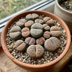 Żywe kamienie szczęścia (Lithops) – rozmiar sadzonki M