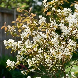 Świdośliwa Lamarcka (Amelanchier Canadensis Lamarckii) – sadzonka w doniczce C2 – Botana