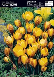 Krokus Fuscotinctus 10 szt.