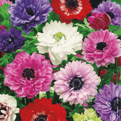 Zawilec St.Brigid mix 10 szt.