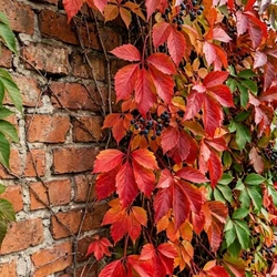 Winobluszcz pięciolistkowy (Parthenocissus quinquefolia) – sadzonka w doniczce C2 – Botana